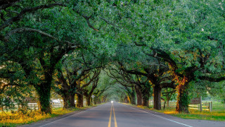 Autumn road fence trees shade - free forest wallpaper