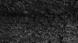 Black white tree bark texture - rough free wallpaper