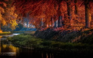 River trees red leaves matte - red leaf free wallpaper