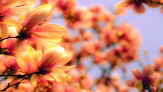 Tree pink flowers blue sky 6 - a close up of a tree free wallpaper