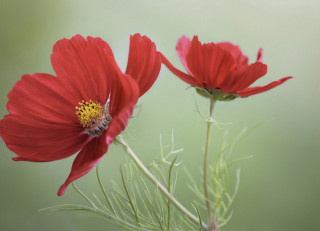 Red flower bee macro green - two red flower free wallpaper