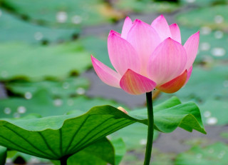 Pink lotus flower green water - simple form free wallpaper