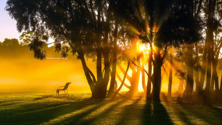 Field bench trees sunlight autumn - the tree free wallpaper