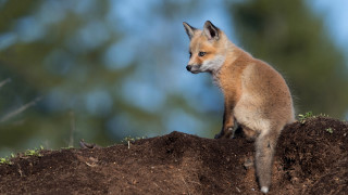 Small fox dirt mounds woods - top of a pile free wallpaper