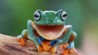 Frog open mouth tongue wide - a frog free wallpaper for desktop