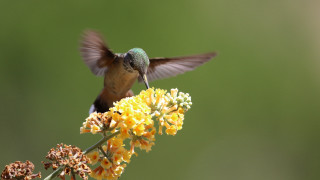 Hummingbird yellow flower wings holography - dave arredondo free wallpaper