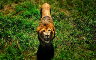 Dog grassy field shadow tilt - a long tail free wallpaper for desktop