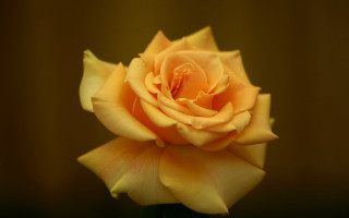 Yellow rose brown background white - this picture free wallpaper