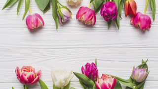 Flowers white surface stilllife potted - a place free wallpaper
