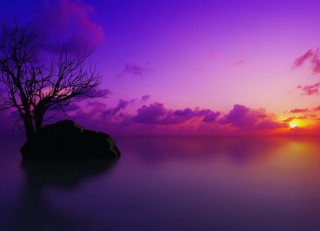 Lone tree purple sunset ocean - a rock in the foreground free wallpaper for desktop