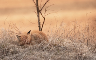 Small animal grass tree land - photograph free wallpaper