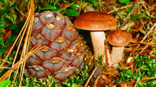 Pine cone mushrooms autumn leaves - a pine cone free wallpaper