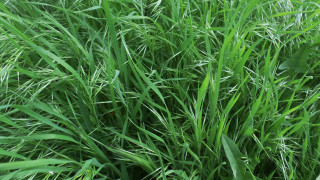 Grass fire hydrant nature outdoors - lot free wallpaper