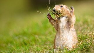 Ground squirrel branch looking up - its paw free wallpaper