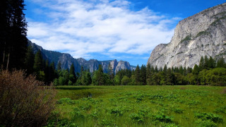 Grassy field mountains trees blue 3 - the background and trees free wallpaper