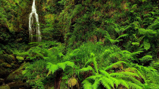 Waterfall lush green jungle new - alexander johnston free wallpaper