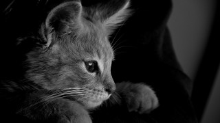 Kitten sitting chair sad look - sad free wallpaper