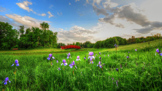 Purple flower bridge landscape clouds - free summer wallpaper