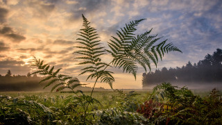 Fern tree sunset clouds mountain - mist free wallpaper for desktop