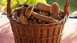 Mushrooms basket outdoor autumn green - autumn free wallpaper