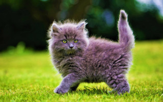 Small gray kitten green field 2 - its front paw free wallpaper