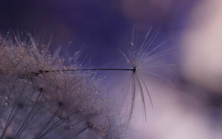 Dandelion water drops purple background - a dandelion free wallpaper