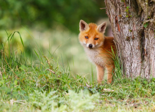 Small fox tree field bush - a small fox free wallpaper