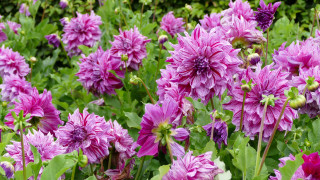 Purple flower field bee bouquet - the middle free wallpaper