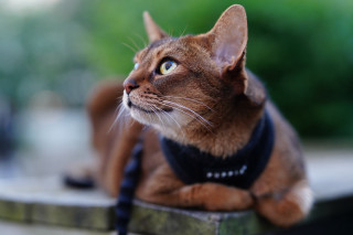 Cat harness ledge looking up - a ledge free wallpaper