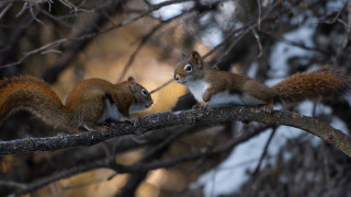 Squirrels branch nature puzzle photorealistic - chippy free wallpaper for desktop
