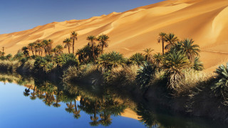Water palm trees sand dunes - eric deschamps free wallpaper
