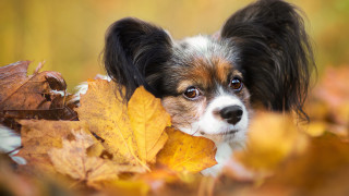 Dog sad autumn leaves fire - a sad look free wallpaper