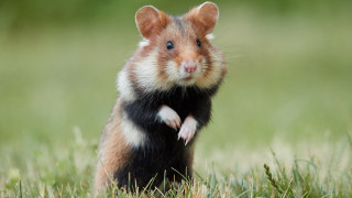 Hamster standing grass shock art - its front paw free wallpaper