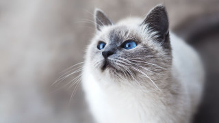 White cat blue eyes blurry 7 - a blurry background of the image free wallpaper