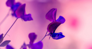 Purple flower blurry background butterfly - a pink background behind free wallpaper