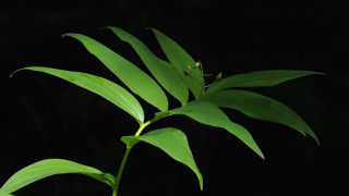 Plant green leaves black background - a plant free wallpaper