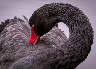 Black swan red beak white - a red beak free wallpaper
