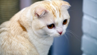 White cat brown eyes sad - brown eye free wallpaper