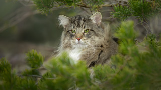 Cat sitting tree sad eye - a sad look free wallpaper