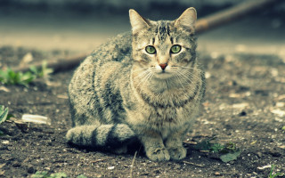 Cat green eyes blurry background 4 - neoplasticism free wallpaper