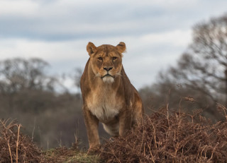Lion walking grass field trees - andrew geddes free wallpaper