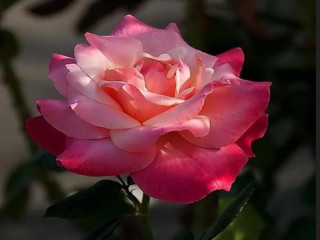 Pink rose green stem blurry - a pink rose free wallpaper for desktop