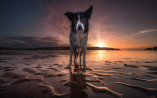 Dog beach sunset reflection mountain 2 - colin gill free wallpaper