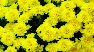 Yellow flower field blooming sunshine - yellow flower free wallpaper