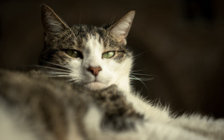 Black cat green eyes renaissance - f 1. free wallpaper for desktop