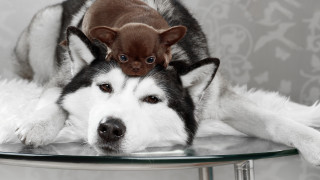 Dog puppy shiba inu microscopic - tiny free wallpaper for desktop