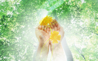 Person holding yellow flower trees - the background and sunlight free wallpaper