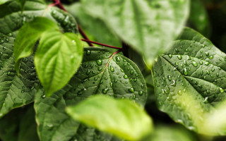 Green leaf water drops bokeh 7 - a green leaf free wallpaper for desktop
