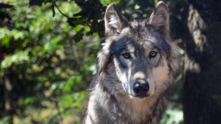 Wolf tree nature sharp focus - a wolf free wallpaper for desktop