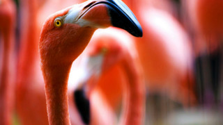 Flamingos group field grass bushes - a yellow eye free wallpaper